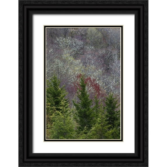Jones, Adam 23x32 Black Ornate Wood Framed with Double Matting Museum Art Print Titled - Lichen covered trees at high elevation-Great Smoky Mountains National Park-North Carolina
