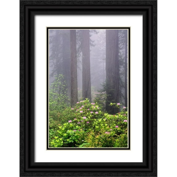 Jones, Adam 23x32 Black Ornate Wood Framed with Double Matting Museum Art Print Titled - Redwood trees and Pacific Rhododendron in fog-Redwood National Park-California
