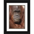 thumbnail image 1 of Jones, Adam 23x32 Black Ornate Wood Framed with Double Matting Museum Art Print Titled - Orangutan-Pongo-native to Borneo and Sumatra, 1 of 4