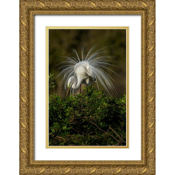 Jones, Adam 23x32 Gold Ornate Wood Framed with Double Matting Museum Art Print Titled - Great egret in courtship display in full breeding plumage-Venice rookery-Venice-Florida