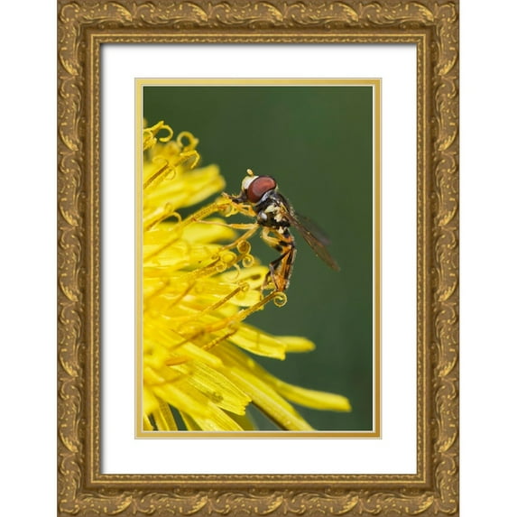 Jones, Adam 23x32 Gold Ornate Wood Framed with Double Matting Museum Art Print Titled - Hover fly on yellow dandelion flower-Kentucky