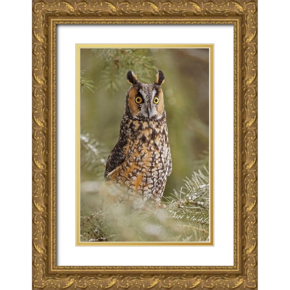 Jones, Adam 23x32 Gold Ornate Wood Framed with Double Matting Museum Art Print Titled - Long-eared owl-Asio otus-controlled situation-Montana