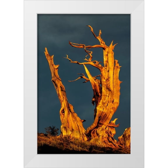 Jones, Adam 23x32 White Modern Wood Framed Museum Art Print Titled - Bristlecone pine at sunset-White Mountains-Inyo National Forest-California