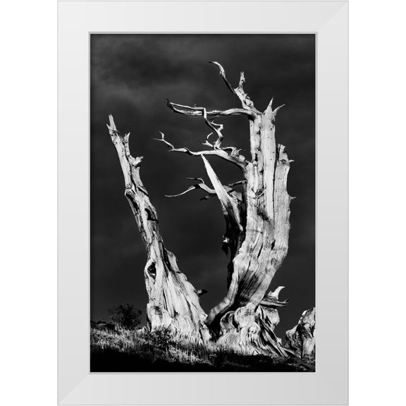 Jones, Adam 23x32 White Modern Wood Framed Museum Art Print Titled - Bristlecone pine at sunset-White Mountains-Inyo National Forest-California