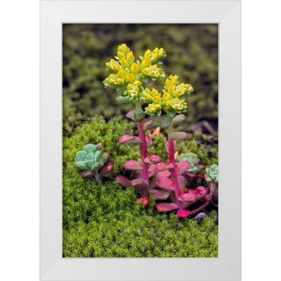 Jones, Adam 23x32 White Modern Wood Framed Museum Art Print Titled - Broadleaf stonecrop-Olympic National Park-Washington State