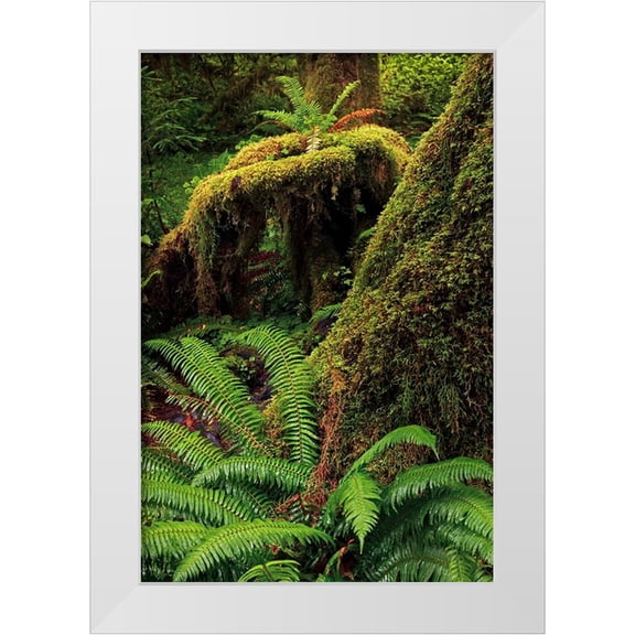 Jones, Adam 23x32 White Modern Wood Framed Museum Art Print Titled - Ferns and Big Leaf Maple tree draped with Club Moss-Hoh Rainforest-Olympic National Park