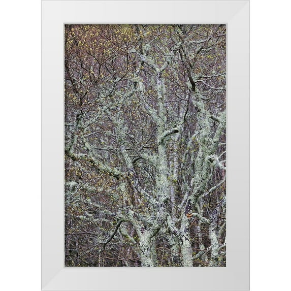 Jones, Adam 23x32 White Modern Wood Framed Museum Art Print Titled - Lichen covered trees at high elevation-Great Smoky Mountains National Park-North Carolina