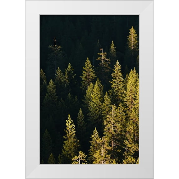 Jones, Adam 23x32 White Modern Wood Framed Museum Art Print Titled - Pine trees at sunset-Yosemite National Park-California