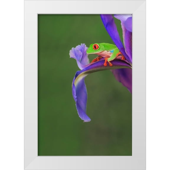Jones, Adam 23x32 White Modern Wood Framed Museum Art Print Titled - Red-eyed tree frog climbing on iris flower