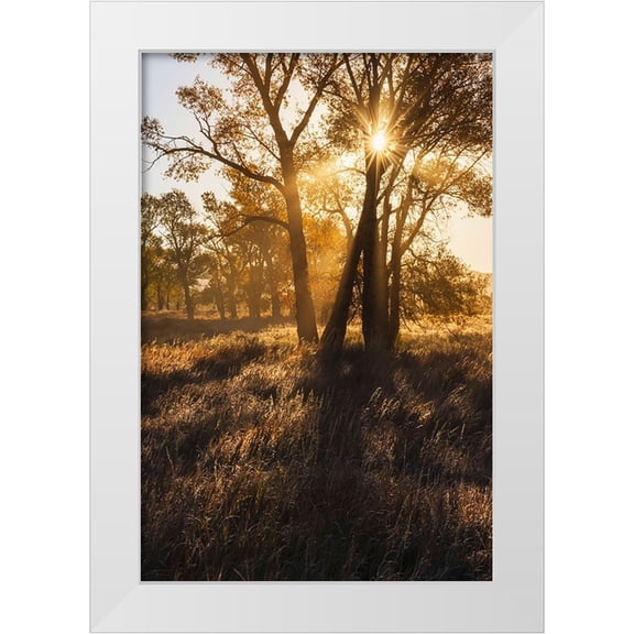 Jones, Adam 23x32 White Modern Wood Framed Museum Art Print Titled - Sunrise through cottonwood trees-Grand Teton National Park-Wyoming