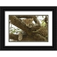 thumbnail image 1 of Jones, Adam 24x17 Black Ornate Wood Framed with Double Matting Museum Art Print Titled - African leopard in tree-Panthera pardus pardus-Serengeti National Park-Tanzania-Africa, 1 of 4