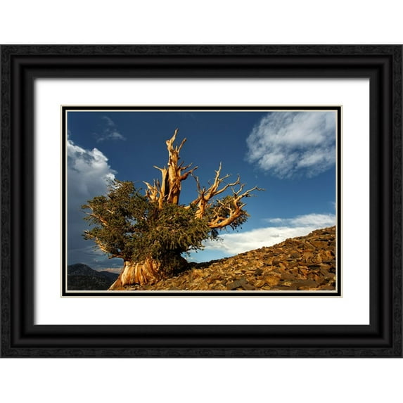 Jones, Adam 24x17 Black Ornate Wood Framed with Double Matting Museum Art Print Titled - Bristlecone pine at sunset-White Mountains-Inyo National Forest-California