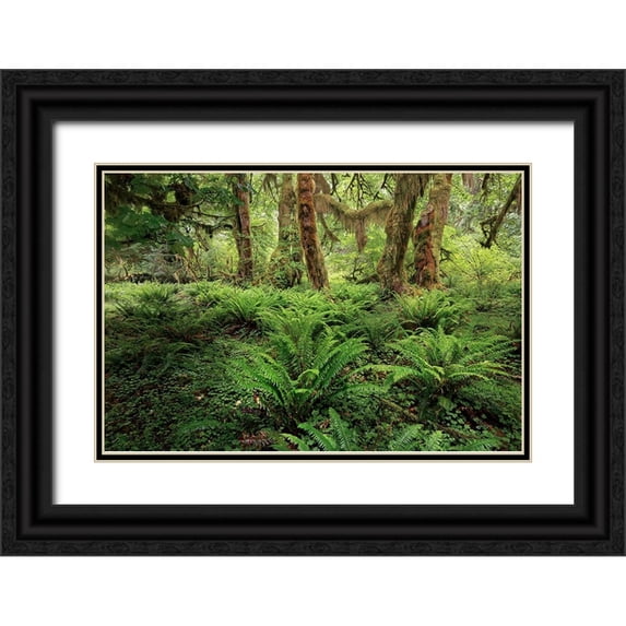 Jones, Adam 24x17 Black Ornate Wood Framed with Double Matting Museum Art Print Titled - Ferns and Big Leaf Maple tree draped with Club Moss-Hoh Rainforest-Olympic National Park