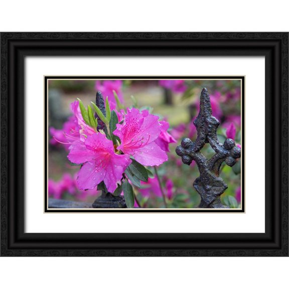 Jones, Adam 24x17 Black Ornate Wood Framed with Double Matting Museum Art Print Titled - Iron fence and azaleas in full bloom-Bonaventure Cemetery-Savannah-Georgia