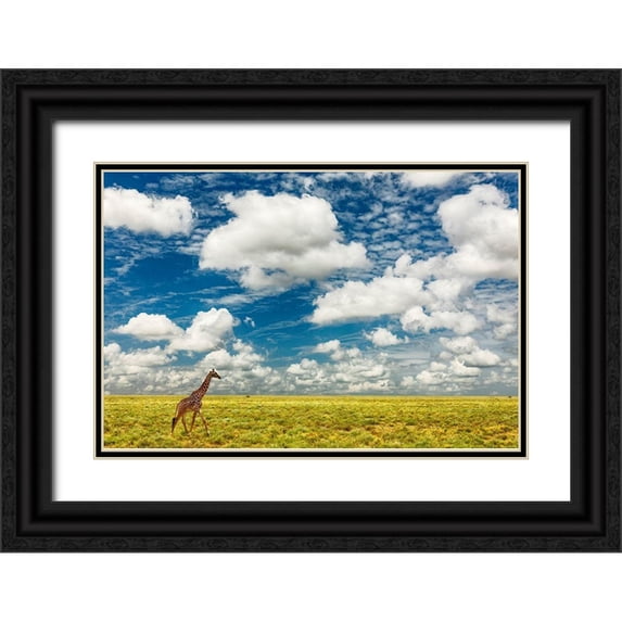 Jones, Adam 24x17 Black Ornate Wood Framed with Double Matting Museum Art Print Titled - Masai Giraffe on open plains of Serengeti National Park-Tanzania-Africa-Giraffa