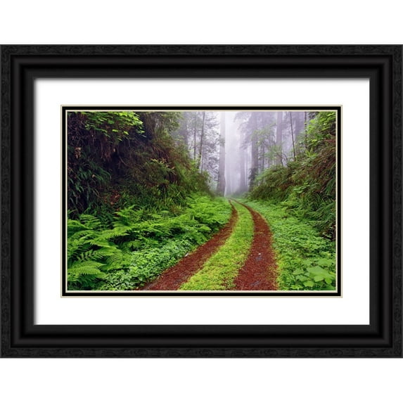 Jones, Adam 24x17 Black Ornate Wood Framed with Double Matting Museum Art Print Titled - Old roadway through foggy redwood forest-Redwood National Park-California