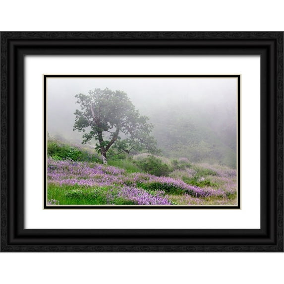 Jones, Adam 24x17 Black Ornate Wood Framed with Double Matting Museum Art Print Titled - Purple Lupine flowers and tree in fog-Bald Hills Road-California