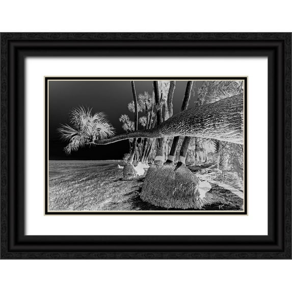 Jones, Adam 24x17 Black Ornate Wood Framed with Double Matting Museum Art Print Titled - Sable palm tree along shoreline of Harney Lake at sunset-Florida