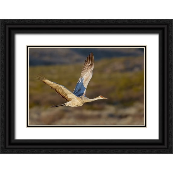 Jones, Adam 24x17 Black Ornate Wood Framed with Double Matting Museum Art Print Titled - Sandhill crane flying Bosque del Apache National Wildlife Refuge-New Mexico