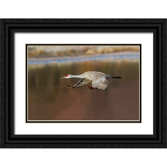 Jones, Adam 24x17 Black Ornate Wood Framed with Double Matting Museum Art Print Titled - Sandhill crane flying Bosque del Apache National Wildlife Refuge-New Mexico