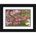 thumbnail image 1 of Jones, Adam 24x17 Black Ornate Wood Framed with Double Matting Museum Art Print Titled - Soft focus view of pink flowering dogwood tree branch-Kentucky, 1 of 4