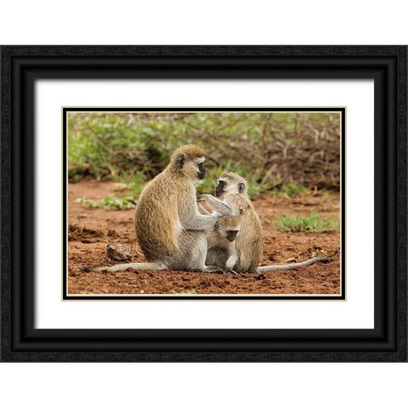 Jones, Adam 24x17 Black Ornate Wood Framed with Double Matting Museum Art Print Titled - Black faced vervet monkey with babies-Chlorocebus pygerythrus-Serengeti National Park-Tanzania