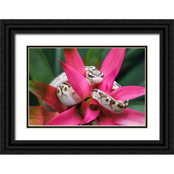 Jones, Adam 24x17 Black Ornate Wood Framed with Double Matting Museum Art Print Titled - Ball python