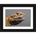 thumbnail image 1 of Jones, Adam 24x17 Black Ornate Wood Framed with Double Matting Museum Art Print Titled - Bearded dragon-Pogona,, 1 of 4