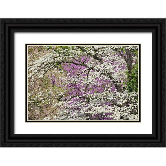 Jones, Adam 24x17 Black Ornate Wood Framed with Double Matting Museum Art Print Titled - Flowering dogwood tree and distant Eastern redbud-Kentucky