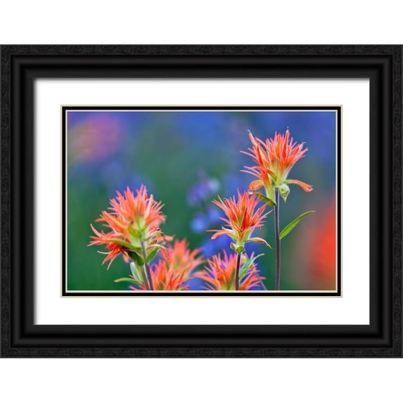 Jones, Adam 24x17 Black Ornate Wood Framed with Double Matting Museum Art Print Titled - Red paintbrush-Yosemite National Park-California