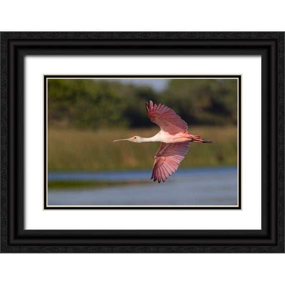 Jones, Adam 24x17 Black Ornate Wood Framed with Double Matting Museum Art Print Titled - Roseate spoonbill flying-Stick Marsh-Florida