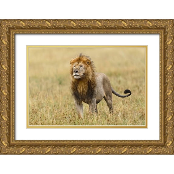Jones, Adam 24x17 Gold Ornate Wood Framed with Double Matting Museum Art Print Titled - Adult black maned Lion-Panthera leo-Serengeti National Park-Tanzania-Africa