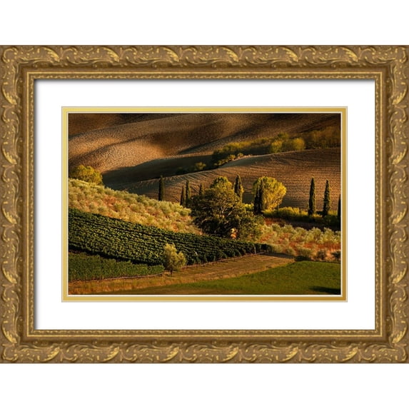Jones, Adam 24x17 Gold Ornate Wood Framed with Double Matting Museum Art Print Titled - Afternoon light on vineyard and olive trees-Tuscany region of Italy