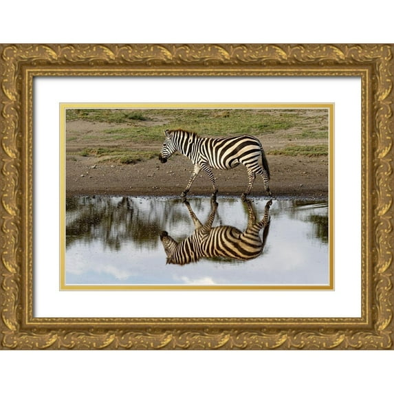 Jones, Adam 24x17 Gold Ornate Wood Framed with Double Matting Museum Art Print Titled - Burchells Zebra and reflection-Equus burchellii-Serengeti National Park-Tanzania-Africa