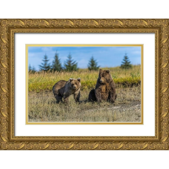Jones, Adam 24x17 Gold Ornate Wood Framed with Double Matting Museum Art Print Titled - Grizzly bear cub and adult female-Lake Clark National Park and Preserve-Alaska-Silver Salmon Creek