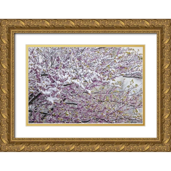 Jones, Adam 24x17 Gold Ornate Wood Framed with Double Matting Museum Art Print Titled - Light snow on Eastern redbud tree in early spring-Louisville-Kentucky