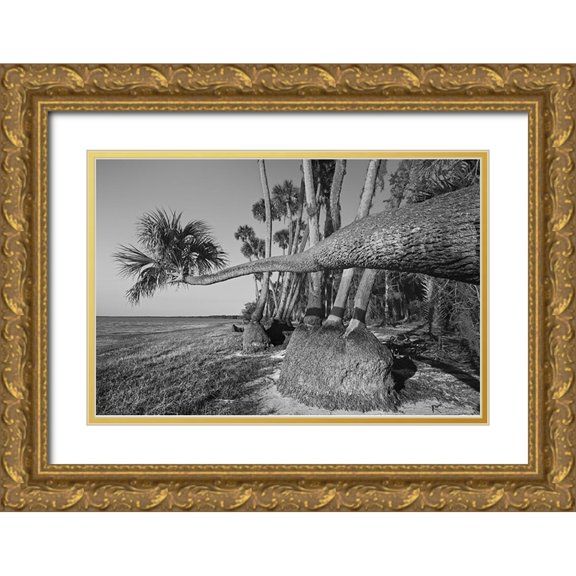 Jones, Adam 24x17 Gold Ornate Wood Framed with Double Matting Museum Art Print Titled - Sable palm tree along shoreline of Harney Lake at sunset-Florida