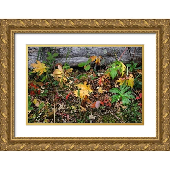 Jones, Adam 24x17 Gold Ornate Wood Framed with Double Matting Museum Art Print Titled - Wild strawberry on forest floor in autumn-Yellowstone National Park-Wyoming