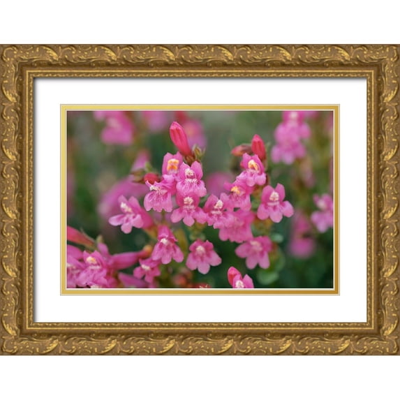 Jones, Adam 24x17 Gold Ornate Wood Framed with Double Matting Museum Art Print Titled - Mountain pride-Yosemite National Park-California