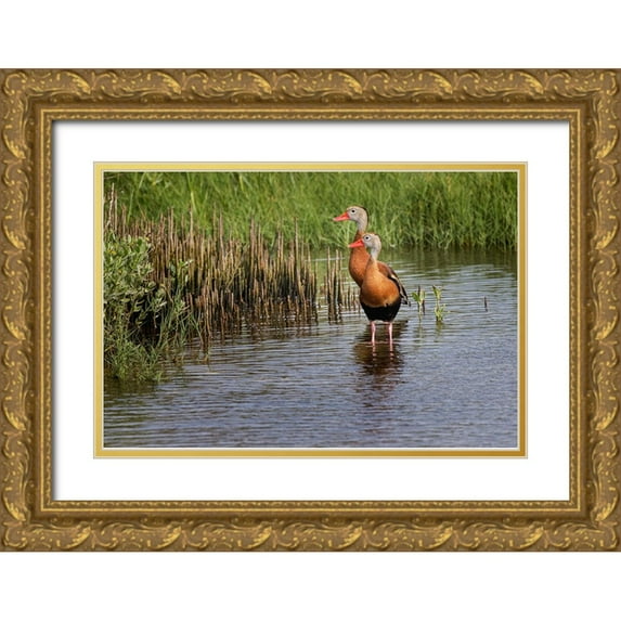 Jones, Adam 24x17 Gold Ornate Wood Framed with Double Matting Museum Art Print Titled - Pair of Black-bellied whistling ducks-South Padre Island
