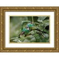 thumbnail image 1 of Jones, Adam 24x17 Gold Ornate Wood Framed with Double Matting Museum Art Print Titled - Pair of Green-crowned brilliant-Ecuador, 1 of 4