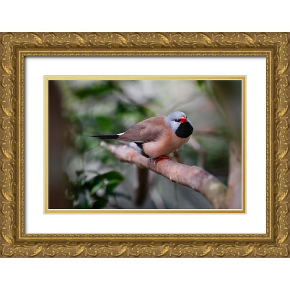 Jones, Adam 24x17 Gold Ornate Wood Framed with Double Matting Museum Art Print Titled - Shaft-tail finch-native to Australia