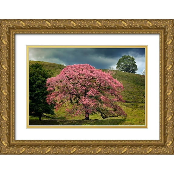 Jones, Adam 24x17 Gold Ornate Wood Framed with Double Matting Museum Art Print Titled - Single large flowering tree-Costa Rica