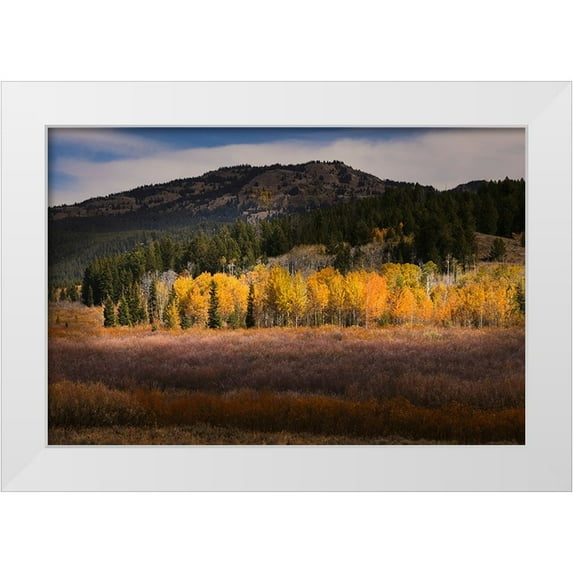 Jones, Adam 24x17 White Modern Wood Framed Museum Art Print Titled - Autumn view of willows and aspen groves-Grand Teton National Park-Wyoming