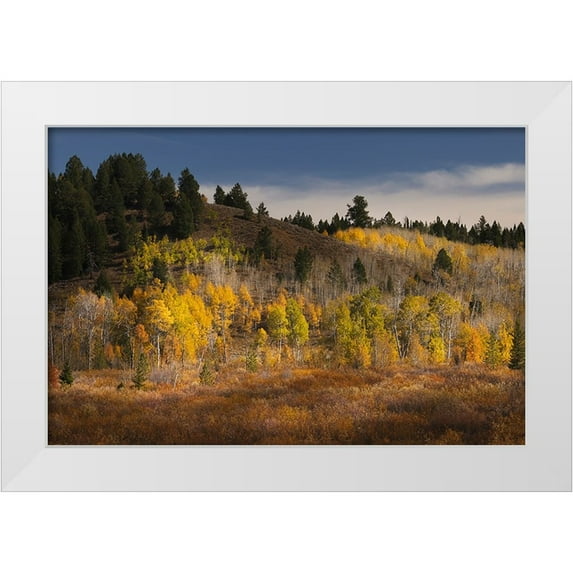 Jones, Adam 24x17 White Modern Wood Framed Museum Art Print Titled - Autumn view of willows and aspen groves-Grand Teton National Park-Wyoming