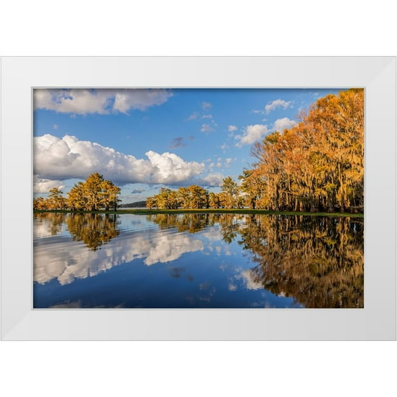 Jones, Adam 24x17 White Modern Wood Framed Museum Art Print Titled - Bald cypress trees in autumn reflected on lake Caddo Lake-Uncertain-Texas