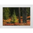 thumbnail image 1 of Jones, Adam 24x17 White Modern Wood Framed Museum Art Print Titled - Blueberry leaves in autumn red coloration-Yellowstone National Park-Wyoming, 1 of 4