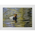 thumbnail image 1 of Jones, Adam 24x17 White Modern Wood Framed Museum Art Print Titled - Duck swimming in autumn water, 1 of 4