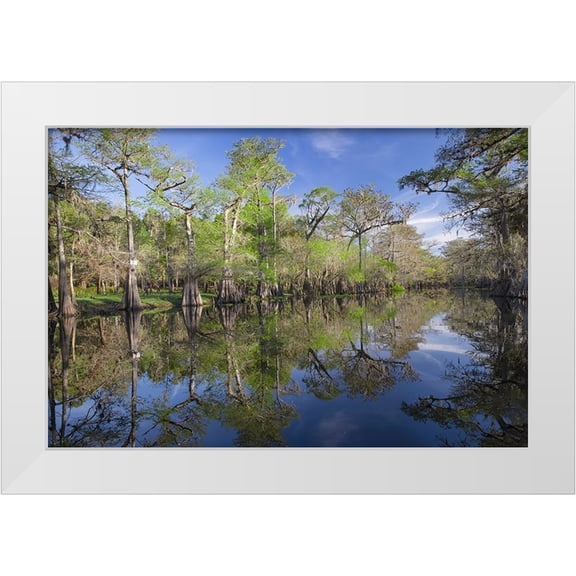 Jones, Adam 24x17 White Modern Wood Framed Museum Art Print Titled - Early spring view of cypress trees reflecting on blackwater area of St Johns River-central Florida