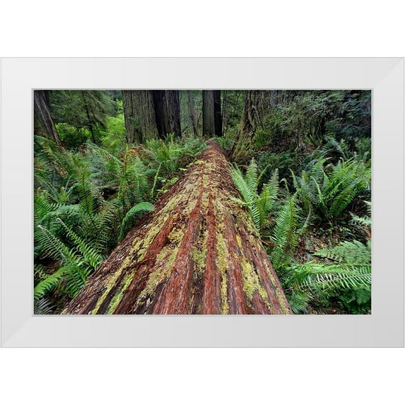 Jones, Adam 24x17 White Modern Wood Framed Museum Art Print Titled - Fallen Redwood tree and ferns Redwood National Park-California
